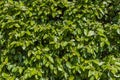 Cotoneaster bush for hedges with green young fresh leaves and buds is in a park in summer Royalty Free Stock Photo
