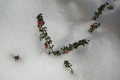 Cotoneaster bush with red berries under the snow. Berlin, Germany Royalty Free Stock Photo