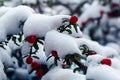 Cotoneaster bush with red round berries, green leaves that look like under white snow.o Royalty Free Stock Photo