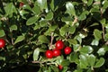 Cotoneaster cochleatus shrub with red berries