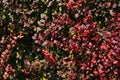 Cotoneaster conspicuus Tibetan cotoneaster. Autumn bush, autumn background Royalty Free Stock Photo