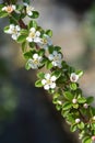 Cotoneaster Coral Beauty