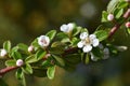 Cotoneaster Coral Beauty