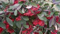 Cotoneaster coriaceus Franch. bush