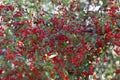 Cotoneaster coriaceus ornamental plant with red fruits and dark green foliage. autumn background with red berries Royalty Free Stock Photo