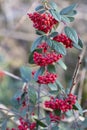 Cotoneaster coriaceus ornamental plant with red fruits and dark green foliage. autumn background with red berries Royalty Free Stock Photo