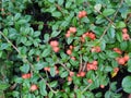 Cotoneaster dammeri \'Coral Beauty\'