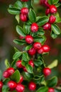 Cotoneaster dammeri Royalty Free Stock Photo