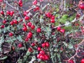 Cotoneaster dammeri red berries and Lichen Moss