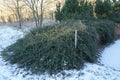 Cotoneaster dammeri under the snow in January. Cotoneaster dammeri is a species of flowering plant. Berlin, Germany