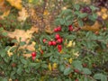 Cotoneaster deciduous shrub