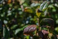 Cotoneaster dummeri mooncreeper. multi-colored leaves shimmering under the sun Royalty Free Stock Photo