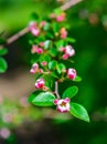 Cotoneaster franchetii - flowering bush branch in the garden Royalty Free Stock Photo
