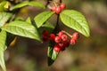 Cotoneaster frigidus, the tree cotoneaster, autumn berries in the garden Royalty Free Stock Photo