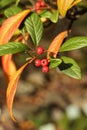 Cotoneaster frigidus, the tree cotoneaster, autumn berries in the garden Royalty Free Stock Photo