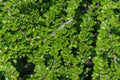 Cotoneaster horizontal branch with green young fresh leaves and small white buds. Royalty Free Stock Photo