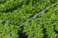 Cotoneaster horizontal branch with green young fresh leaves and small white buds. Royalty Free Stock Photo