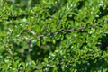 Cotoneaster horizontal branch with green young fresh leaves and small white buds. Royalty Free Stock Photo