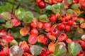 Cotoneaster Horizontalis Clothed in Autumnal Colours