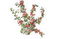 Cotoneaster horizontalis plant with ripe red berries.