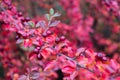 Cotoneaster horizontalis plant Royalty Free Stock Photo