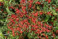 Cotoneaster horizontalis