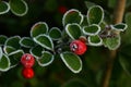 Cotoneaster and Ice 01