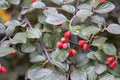 Cotoneaster integerrimus red autumn fruits and green leaves on branches