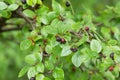 Cotoneaster lucidus twig with berries