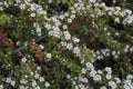 Cotoneaster microphyllus in bloom