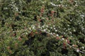 Cotoneaster microphyllus in bloom