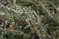 Cotoneaster microphyllus in bloom