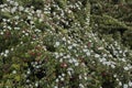 Cotoneaster microphyllus in bloom