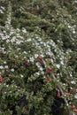 Cotoneaster microphyllus in bloom