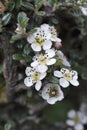 White flowers of Cotoneaster microphyllus, Valley of flowers, Uttarakhand, India