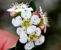 Cotoneaster microphyllus, low growing evergreen shrub for landscapes