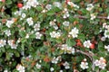 Cotoneaster microphyllus, low growing evergreen shrub for landscapes Royalty Free Stock Photo