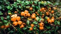 Cotoneaster, orange fruits