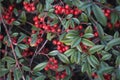 Cotoneaster salicifolius branches Royalty Free Stock Photo