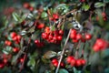 Cotoneaster Tree