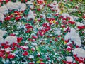 Cotoneaster tree with red berries