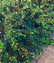 CotoneÃÂ¡ster red berry fruit shrub bush, decorate a sidewalk