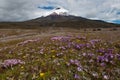 Cotopaxi volcano Royalty Free Stock Photo