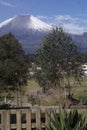 Cotopaxi Volcano with Llama in Foreground