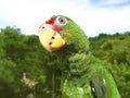 Cotorra parrot green from Central America Royalty Free Stock Photo