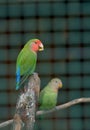Cotorra parrot green Royalty Free Stock Photo