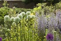 Cotswold cottage garden border with Wisteria and Alliums, England Royalty Free Stock Photo