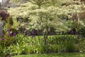 Cotswold cottage garden border with Wisteria and Alliums, England