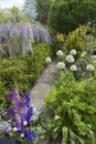 Cotswold cottage garden with Wisteria and Alliums, England Royalty Free Stock Photo