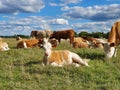 Cotswold countryside walk